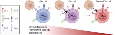 The Road Less Taken: Less Appreciated Pathways for Manipulating CD8+ T Cell Exhaustion